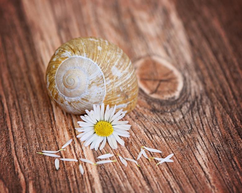 Free stock image of Flower created by Pixabay