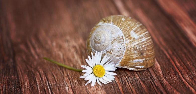 Free stock image of Flower created by Pixabay