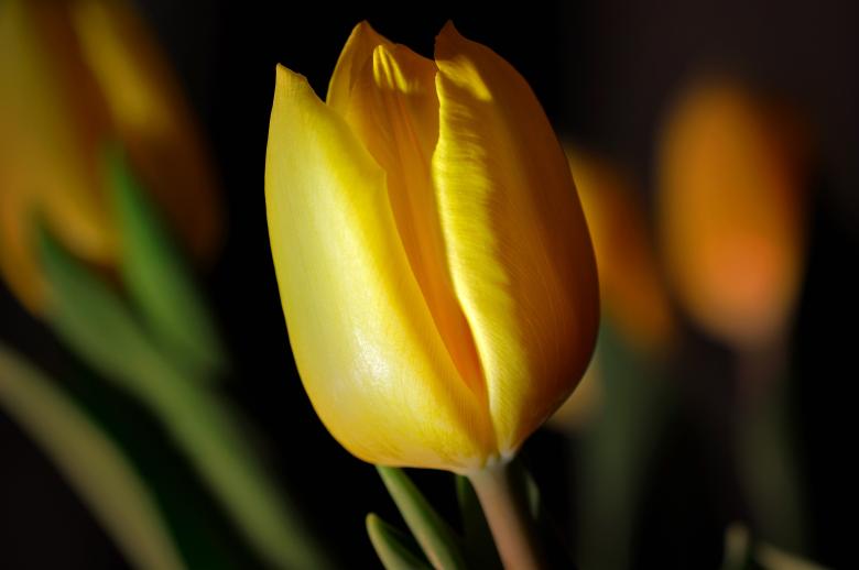 Free stock image of Beauty created by Pixabay