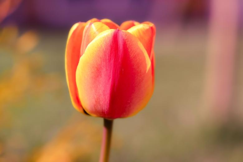 Free stock image of Beauty created by Pixabay