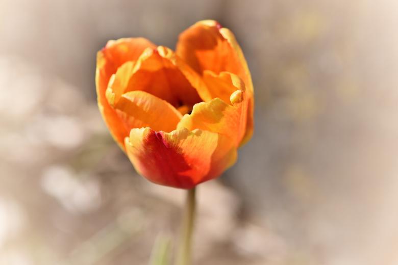 Free stock image of Flower created by Pixabay