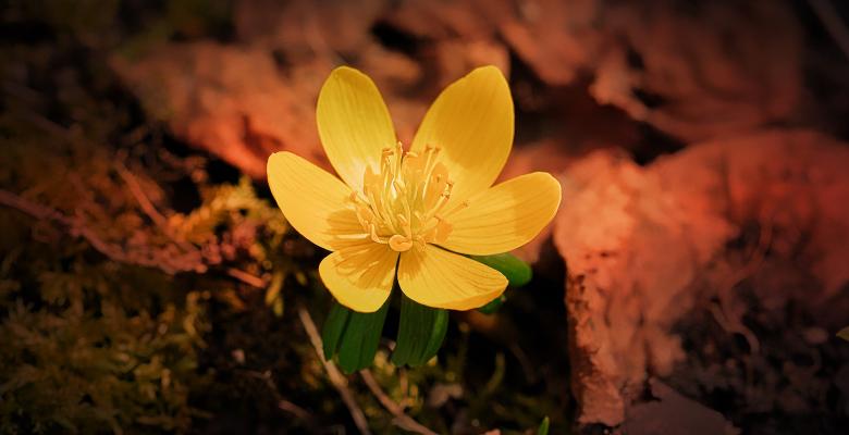 Free stock image of Flower created by Pixabay