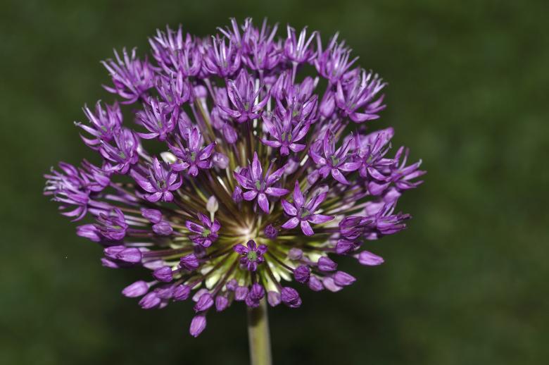 Free stock image of Ball Leek created by Pixabay