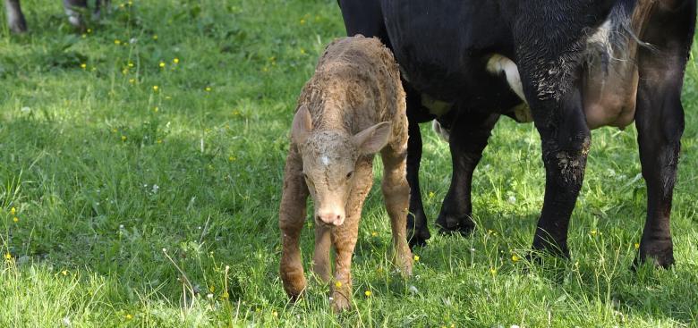 Free stock image of Calf created by Pixabay