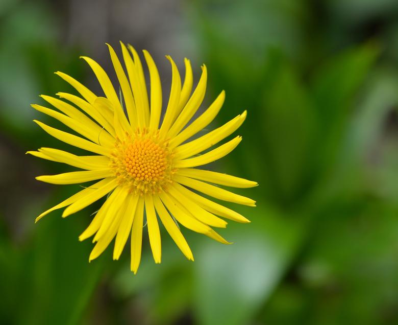 Free stock image of Yellow Flower created by Pixabay