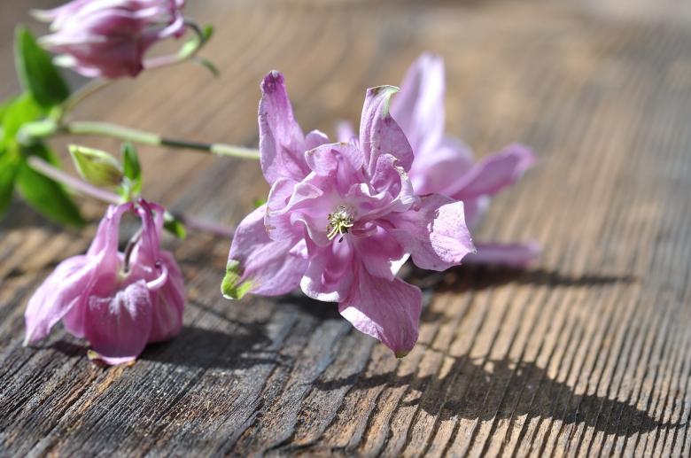 Free stock image of Columbine created by Pixabay