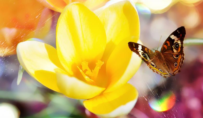 Free stock image of Crocus created by Pixabay