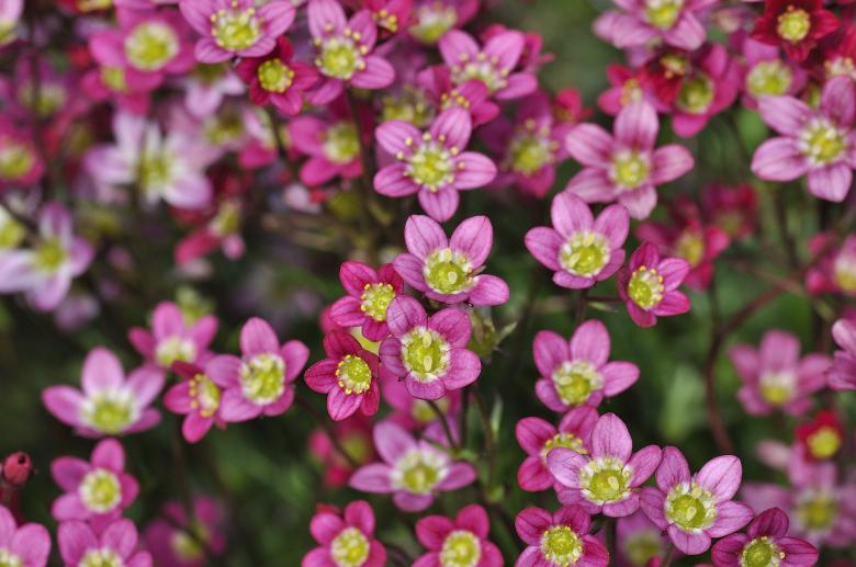 Free stock image of Pink Flowers created by Pixabay