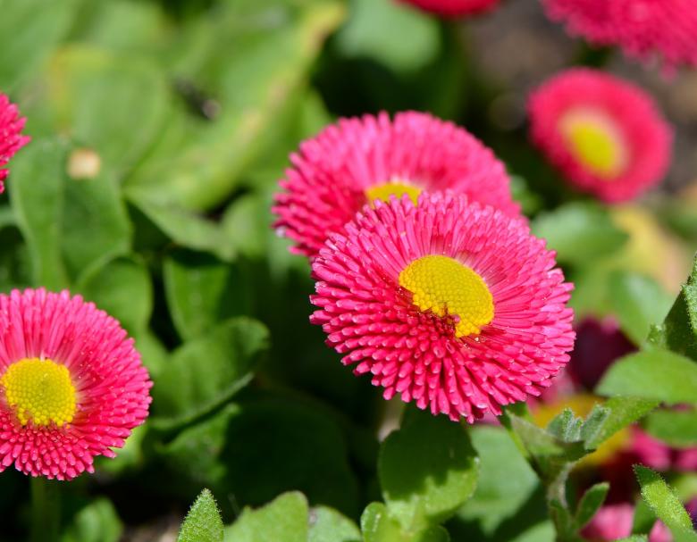 Free stock image of Garden created by Pixabay