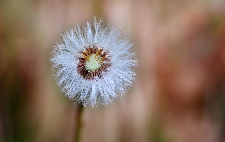 Free stock image of Soft created by Pixabay