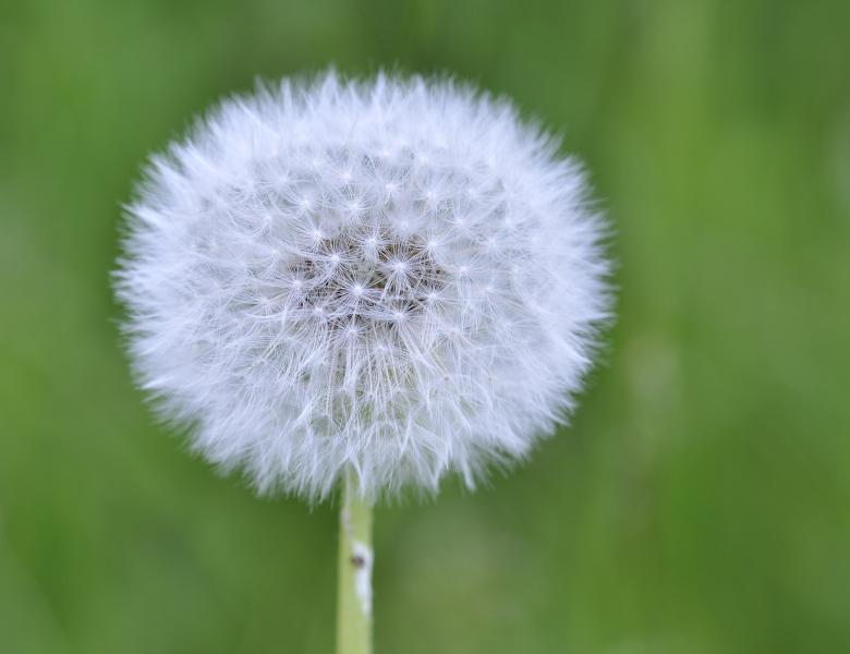 Free stock image of Dandelion created by Pixabay