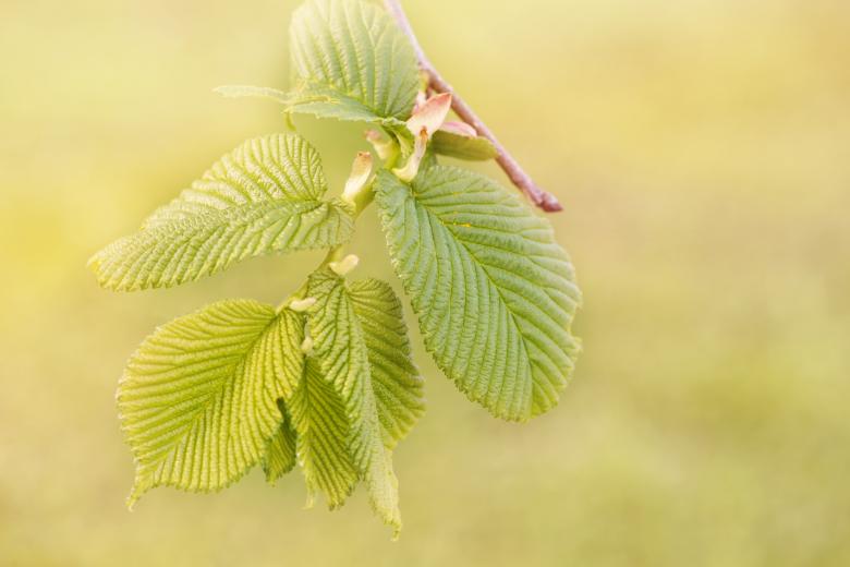 Free stock image of Leaves created by Pixabay