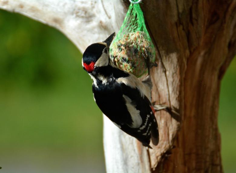 Free stock image of Feed created by Pixabay