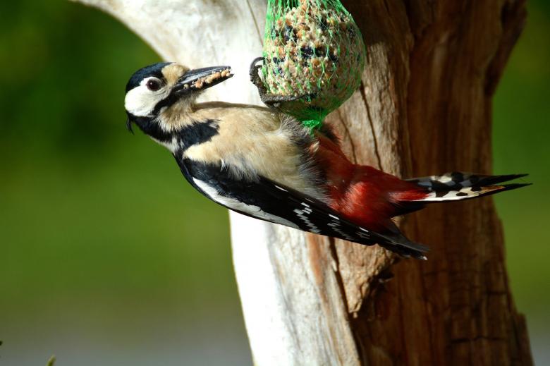 Free stock image of Woodpecker created by Pixabay