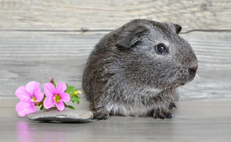 Free stock image of Adorable created by Pixabay