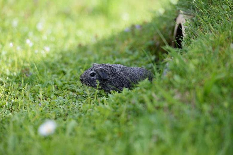 Free stock image of Animal created by Pixabay