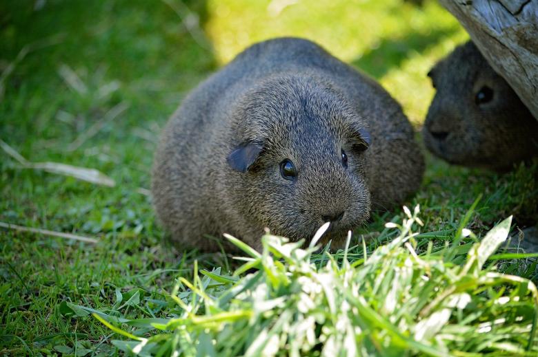 Free stock image of Guinea Pig created by Pixabay