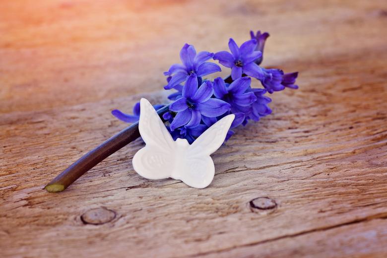 Free stock image of Fresh created by Pixabay