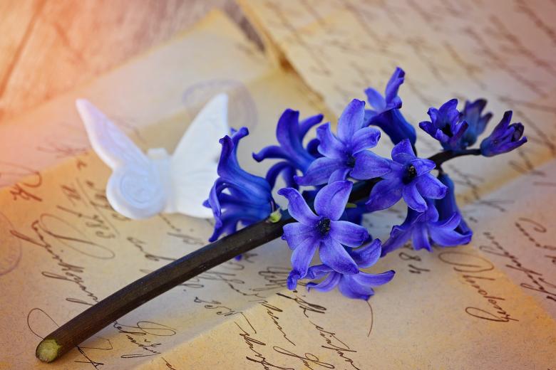 Free stock image of Blue Hyacinth created by Pixabay