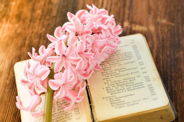 Free stock image of Pink Hyacinth created by Pixabay