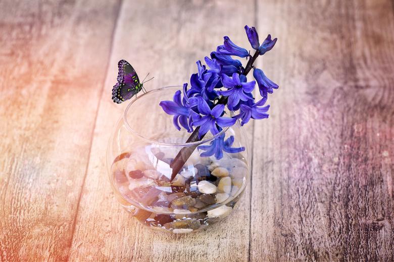 Free stock image of Hyacinth created by Pixabay