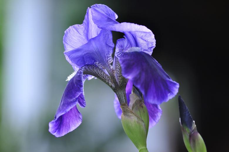 Free stock image of Blue Iris created by Pixabay