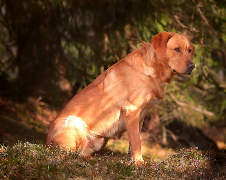 Free stock image of Labrador created by Pixabay
