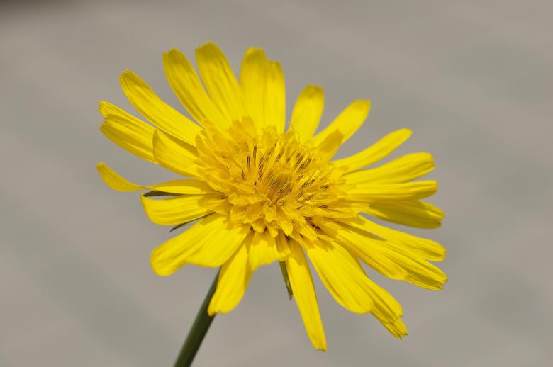 Free stock image of Blooming created by Pixabay