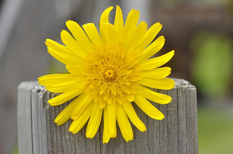 Free stock image of Fresh created by Pixabay