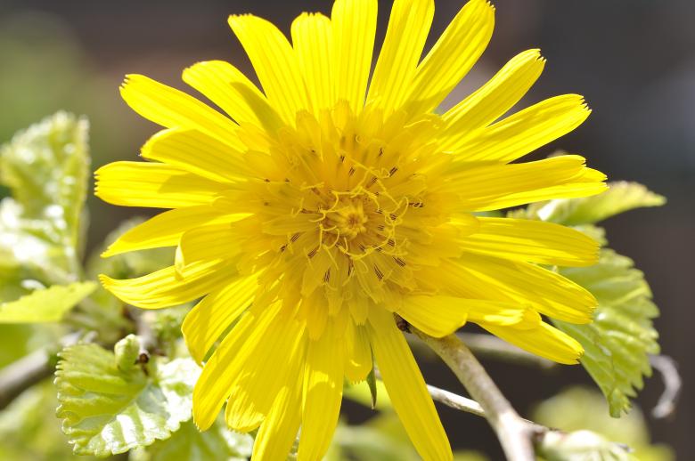 Free stock image of Meadows Dubius created by Pixabay