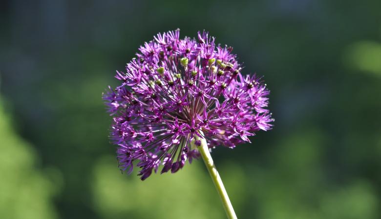 Free stock image of Purple Flower created by Pixabay