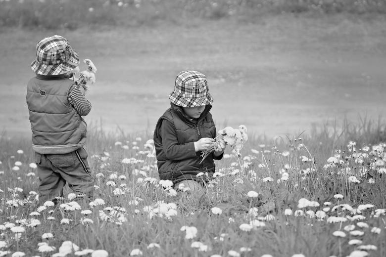 Free stock image of Pick Flowers created by Pixabay
