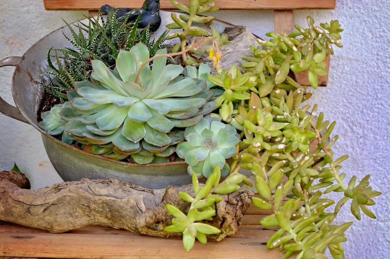 Free stock image of Plants created by Pixabay