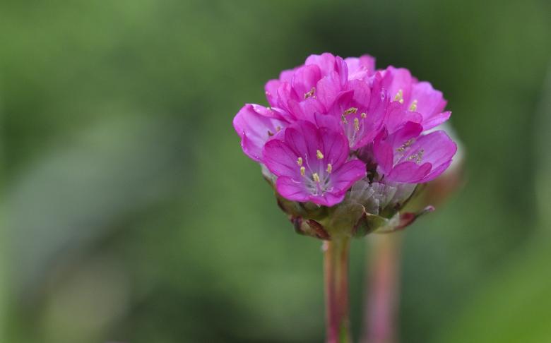 Free stock image of Primrose created by Pixabay