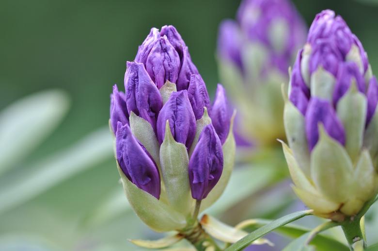 Free stock image of Rhododendron created by Pixabay