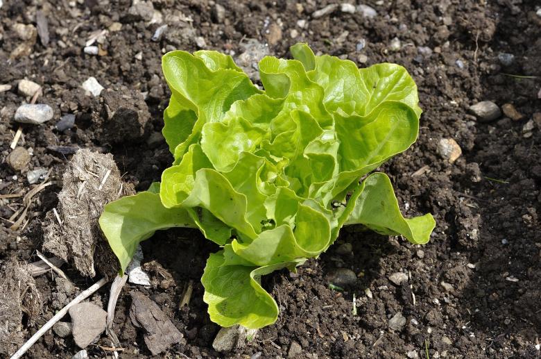 Free stock image of Salad created by Pixabay