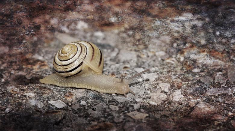 Free stock image of Snail created by Pixabay
