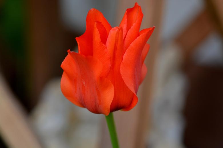 Free stock image of Red Tulip created by Pixabay