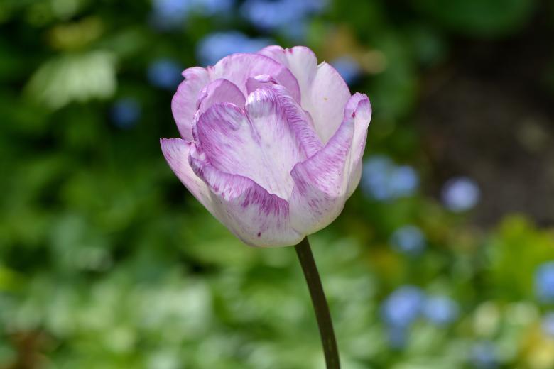 Free stock image of Garden created by Pixabay