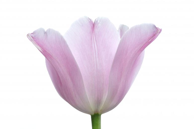 Free stock image of Pink Tulip created by Pixabay