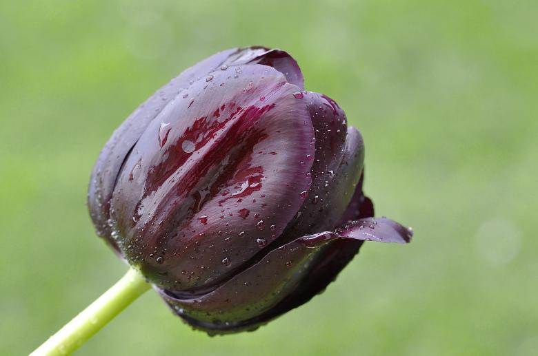 Free stock image of Fresh Tulip created by Pixabay