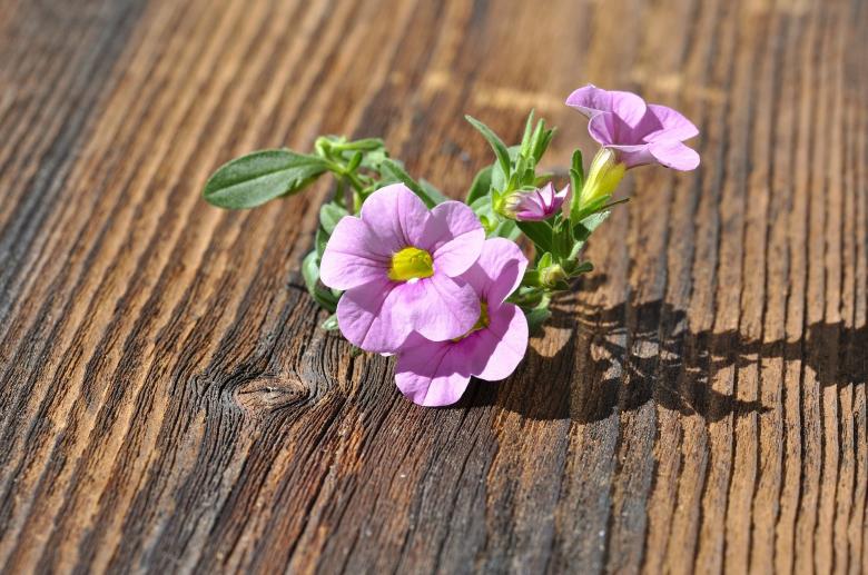 Free stock image of Pink Flower created by Pixabay
