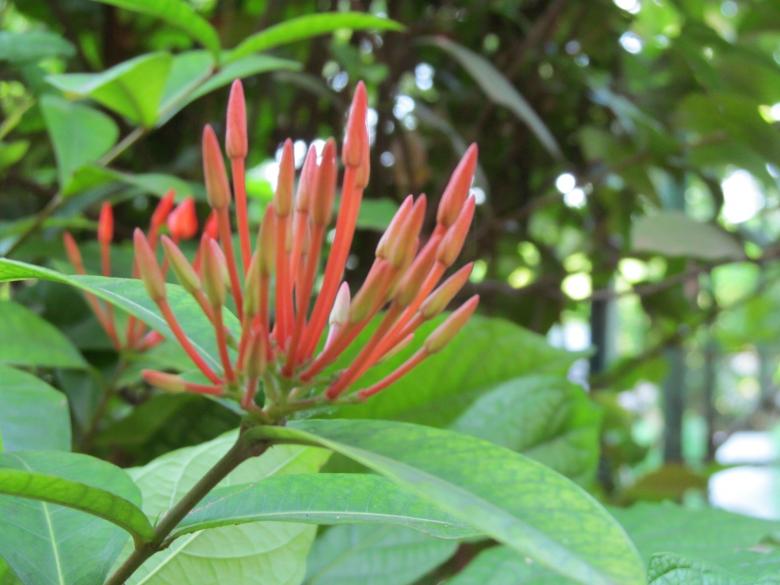 Free stock image of Flowers created by sajal patra