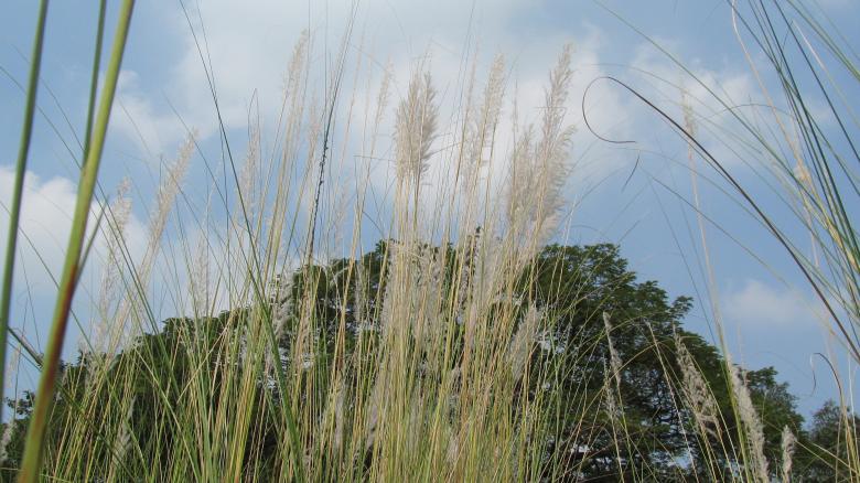 Free stock image of Wild Grass created by sajal patra