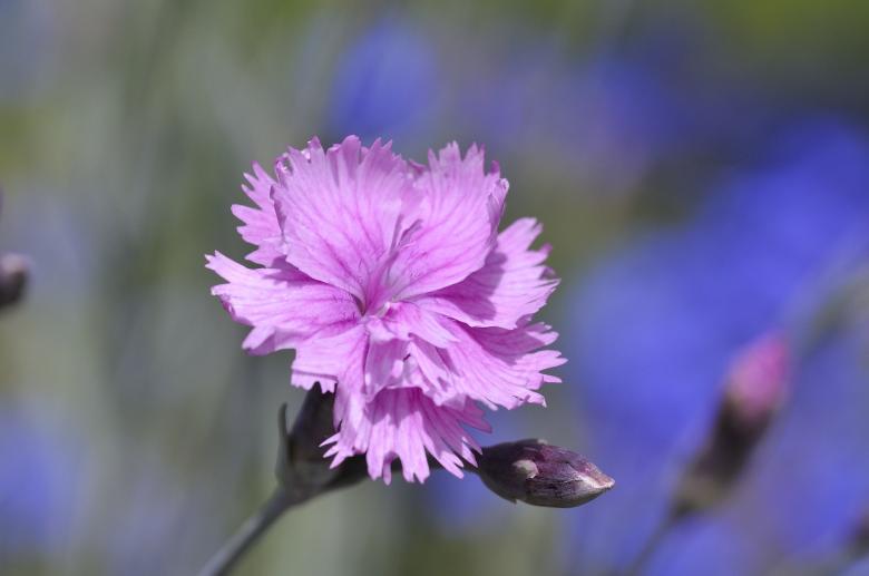 Free stock image of Flower created by Pixabay