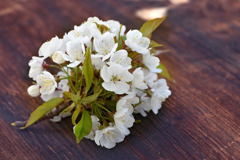 Free stock image of Fresh created by Pixabay