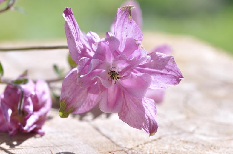 Free stock image of Flower created by Pixabay