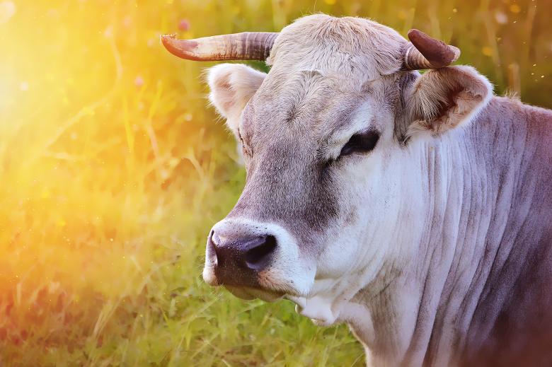 Free stock image of Cow created by Pixabay