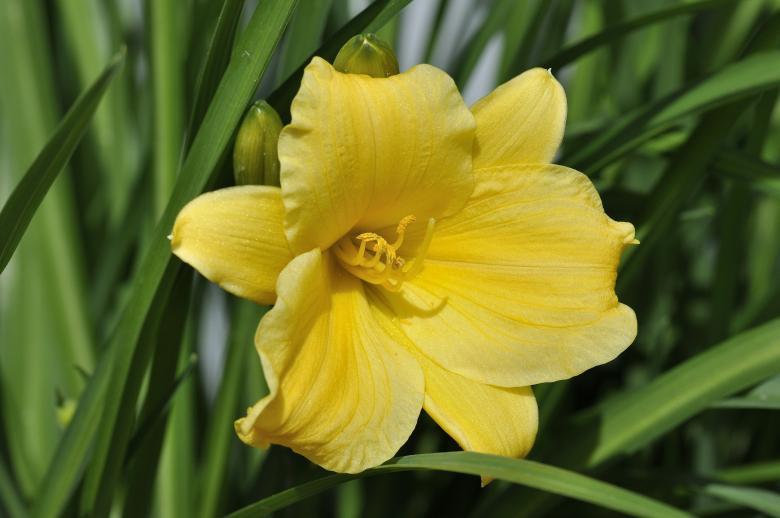 Free stock image of Flower created by Pixabay