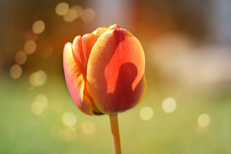 Free stock image of Fresh created by Pixabay